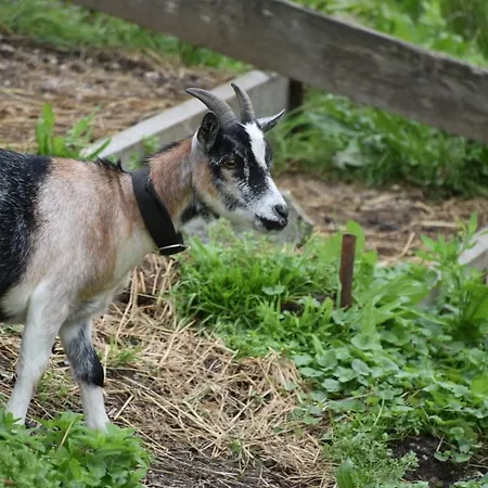 Hiasl Stubn Affittacamere 3*