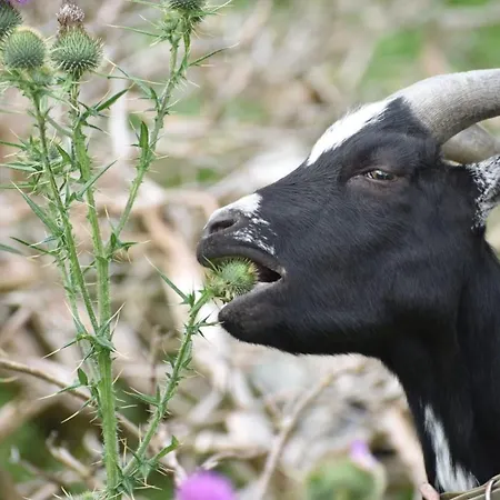 Hiasl Stubn 3* Donnersbach