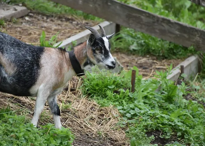 Hiasl Stubn Pensión 3*