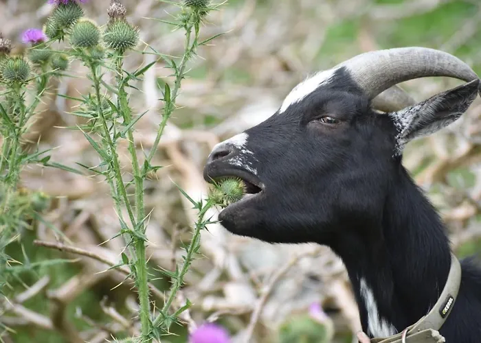 Hiasl Stubn 3* Donnersbach